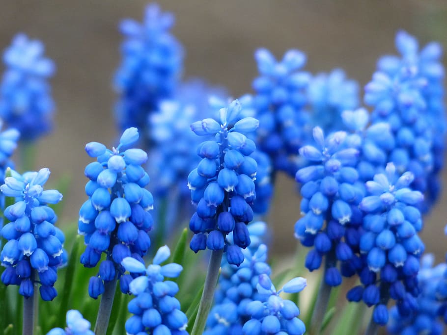 blue, grape hyacinth flowers, bloom, daytime, muscari, common grape hyacinth, blossom, flower, ornamental plant, garden plant