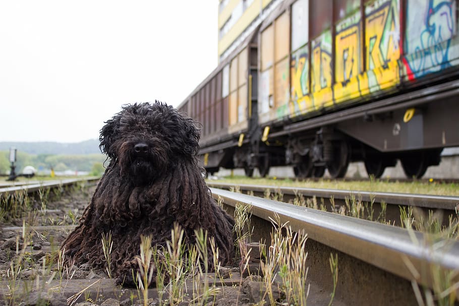 dog, railway, train, railway station, track, seemed, freight trains, goods station, pet, railroad Track