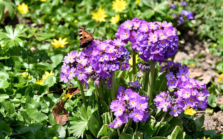 庭, 花, 春, 春の花, 植物, プリムローズ, バチ, 紫蝶, 自然, 開花植物