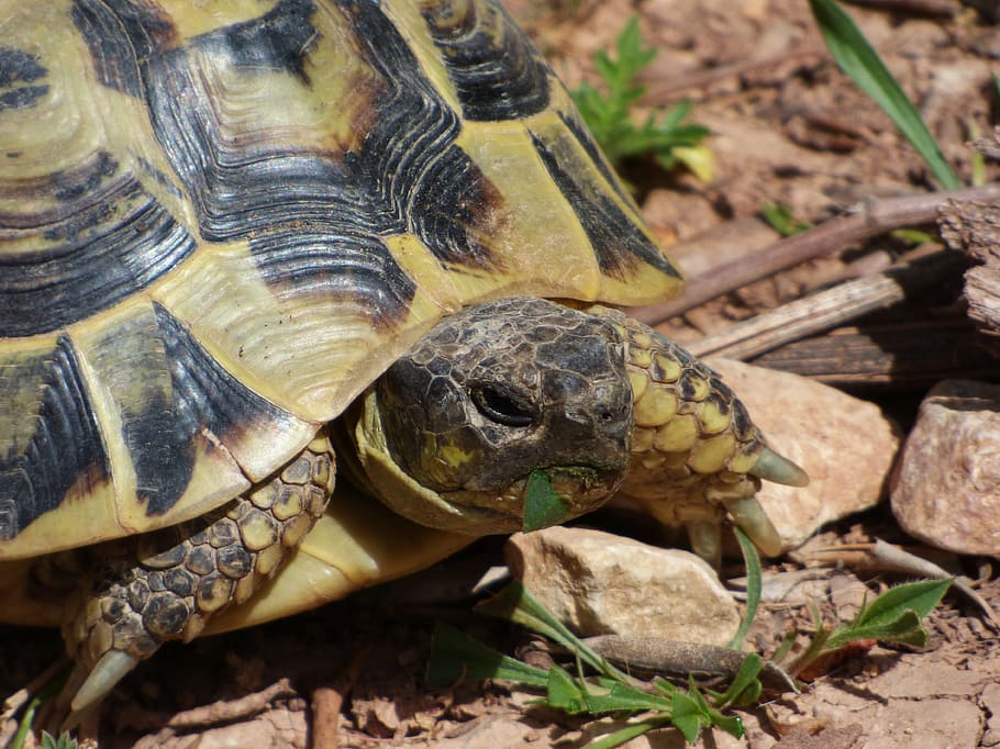 mediterranean tortoise, herbivorous, natural park of montsant, protected species, priorat, catalunya, reptile, turtle, animal themes, animal