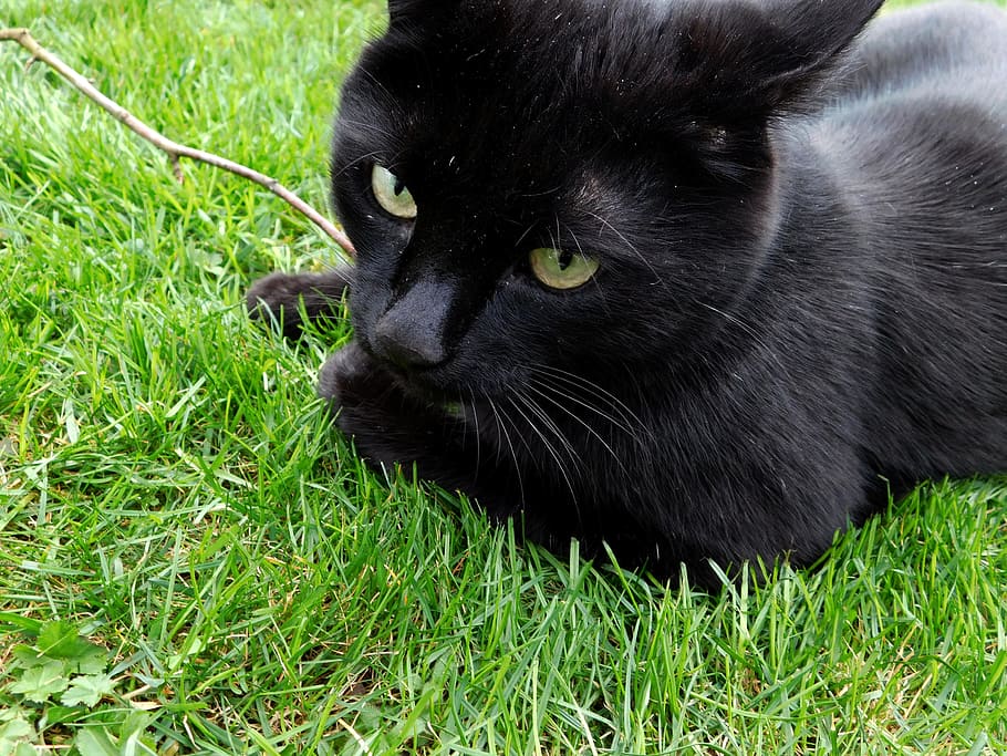 Gato negro, mascota, gato, mieze, negro, animal, jardín, preocupaciones, jugar, mirar