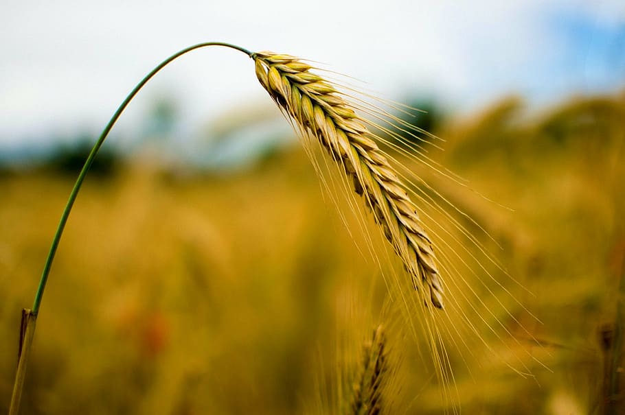 selective, focus photography, brown, wheat, rye, cereals, nature, grain, field, ear