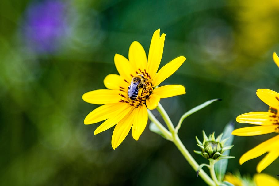 honeybee, macro, flower, wildlife, wings, pollination, bug, summer, yellow, garden