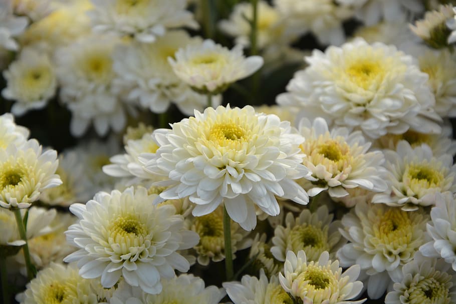 flores blancas, crisantemos blancos, flores caen, pétalos, macizo, floración, flora, ramo, crisantemo, flores