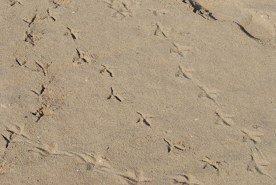 footmark, tracks, bird, sand, foot, trace, step, print, footmarks, walk