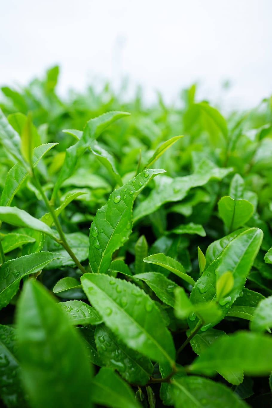 close-up photography, green, leaf plants, water, drops, japanese tea, sayama tea, japan, matcha green tea, natural