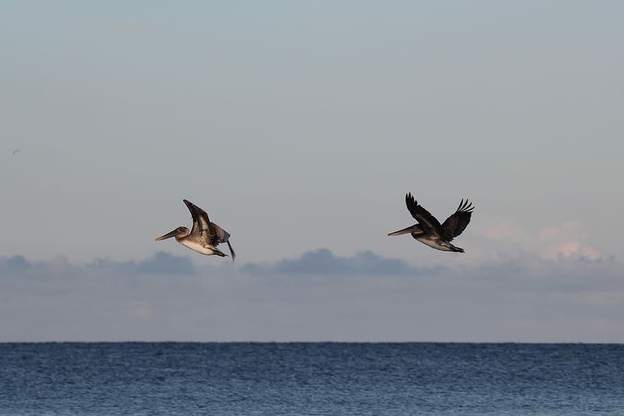 flight, gulf, mexico, Pelicans, In Flight, Gulf Of Mexico, pelicans in flight, florida, pelikan, nature