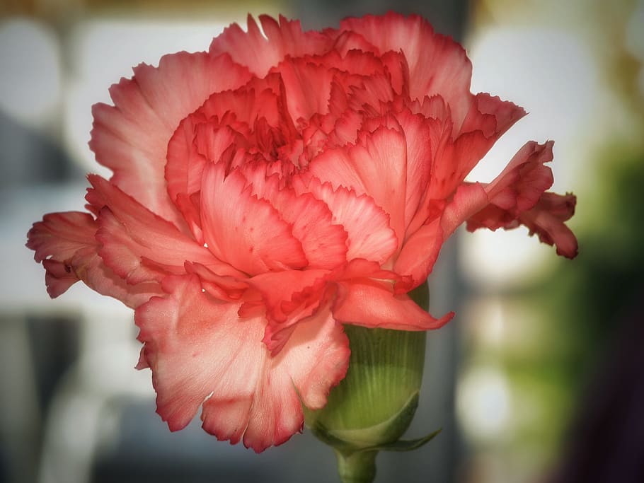 pink, white, flower, blossom, bloom, macro, carnation, close, nature, plant
