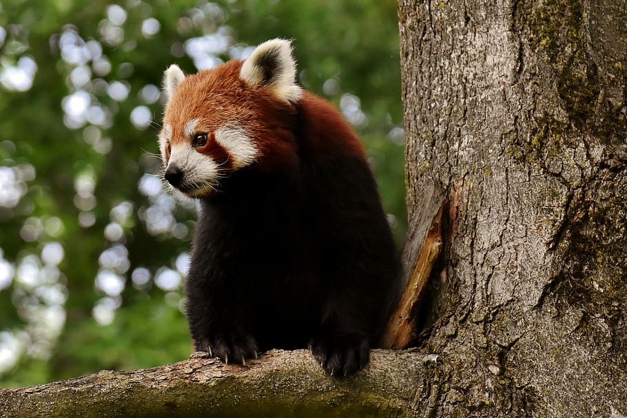 focus photo, red, panda, tree branch, red panda, bear cat, fire fox, ailurus fulgens, predator, mammal
