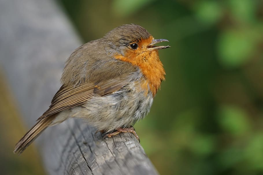 selective, focus photo, european robin bird perching, gray, wooden, surface, robin, bird, songbird, old world flycatcher