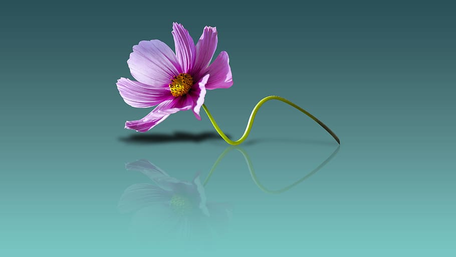 ungu, daisy, hijau, latar belakang, wallpaper bunga, latar belakang bunga, tampilan bunga, segar, bunga matahari, alam