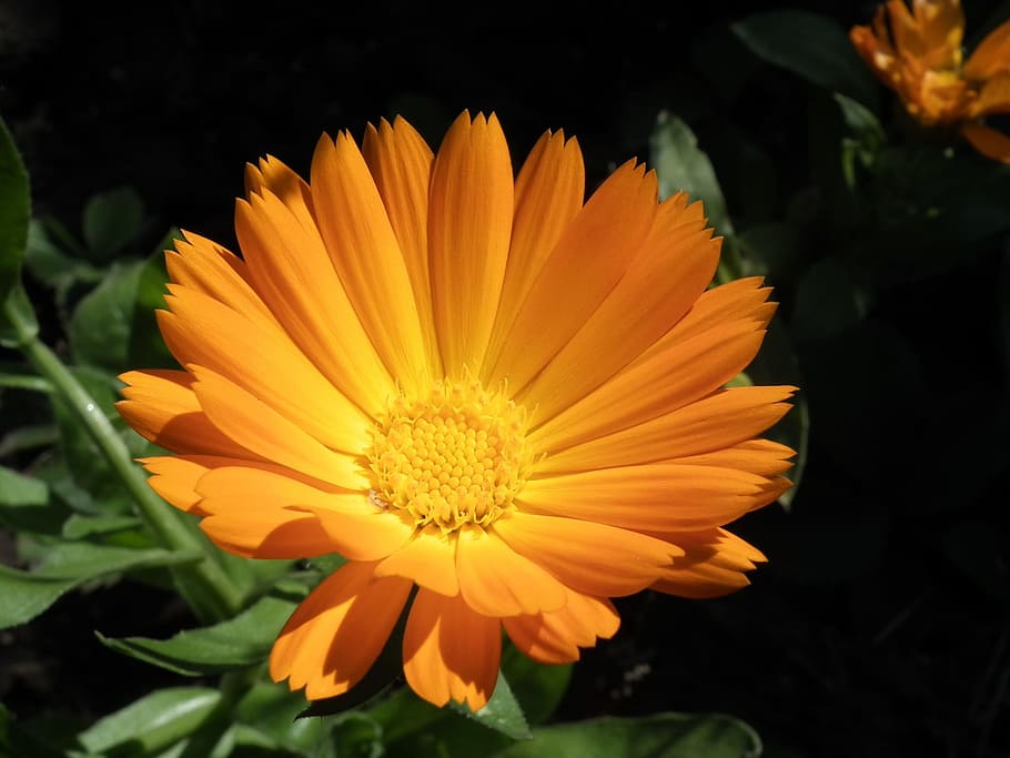 flower, orange, calendula, bright, garden flower, summer, summer flowers, bud, ornamental plant, flowers