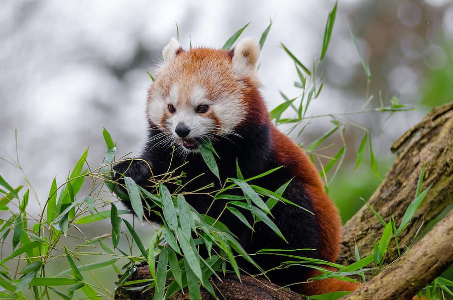 merah, panda, makan, daun, panda merah, panda kecil, imut, bambu, mamalia, dengan suara yang terancam punah