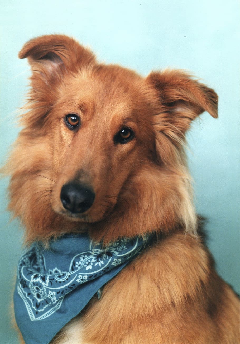 adult, tan, german shepherd close-up photo, collie mix, collie, dog, pet, canine, bandana, domestic