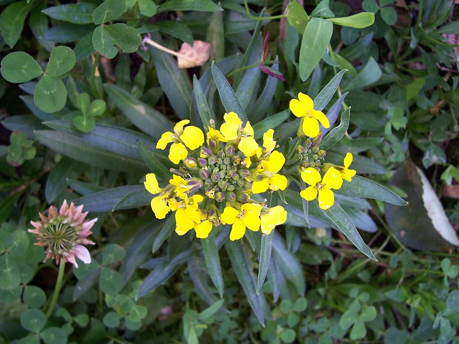 treacle mustard, erysimum cheiranthoides, fake wallflower, wild flower, yellow, dark green leaves, plant, flowering plant, flower, freshness