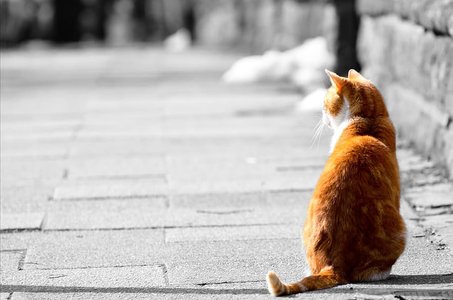 oranye, kucing, duduk, abu-abu, beton, lantai, menggemaskan, hewan, latar belakang, cantik