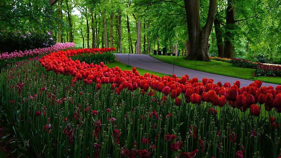 garden, netherlands, tulips, plant, flower, flowering plant, growth, beauty in nature, red, tree