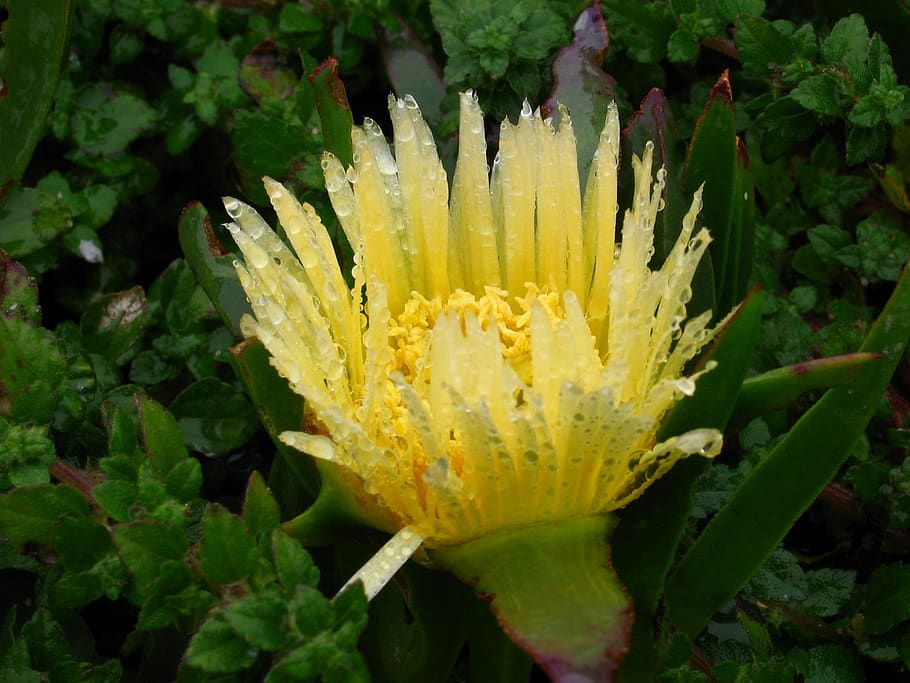 protea, suikerbos, bloem, geel, tuin, natuur, tuinieren, exotisch, plant, flower