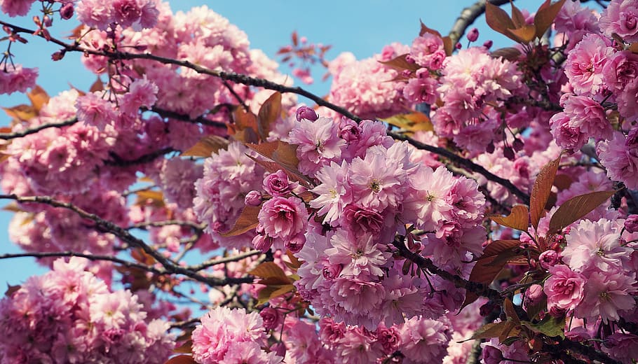 flowers, cherry blossom, floral, flora, tree, nature, plants, blossom, spring, bloom