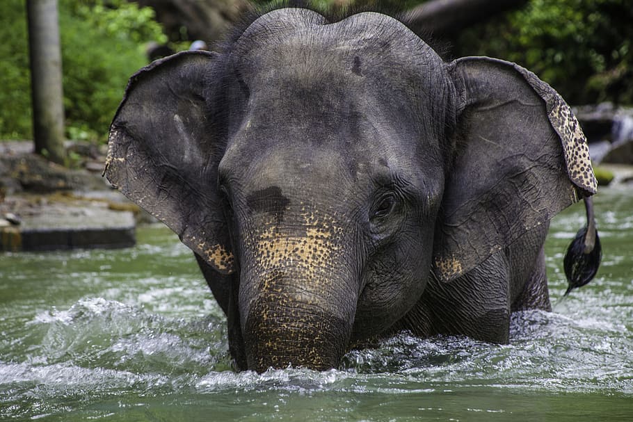 elephant, walking, water, Asian Elephant, Elephant, Elephant, Elephant Calf, Thailand, phang-nga, animals, animal