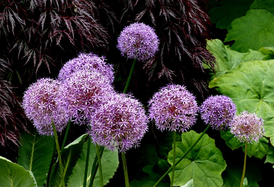 Allium, bunga ungu petaled, bunga, tanaman berbunga, tanaman, pertumbuhan, kesegaran, kerentanan, keindahan di alam, kerapuhan