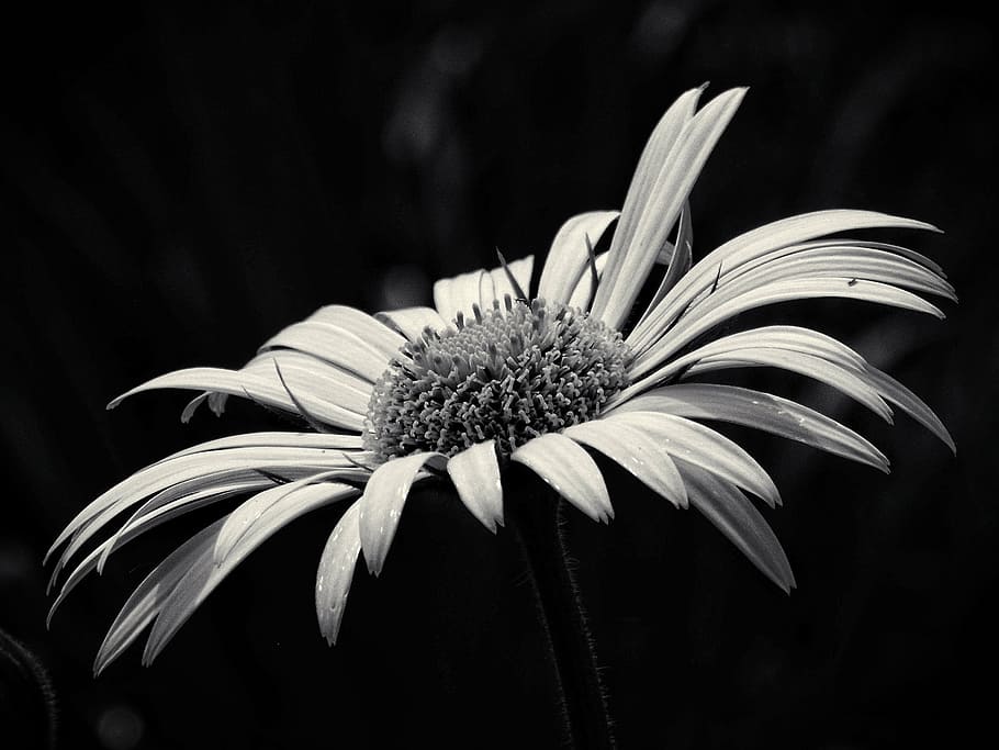 グレースケール写真, デイジーの花, 美しさ, 黄色の花, 黒と白, 花, 庭, b w写真, ヒョウの羽根, 開花植物