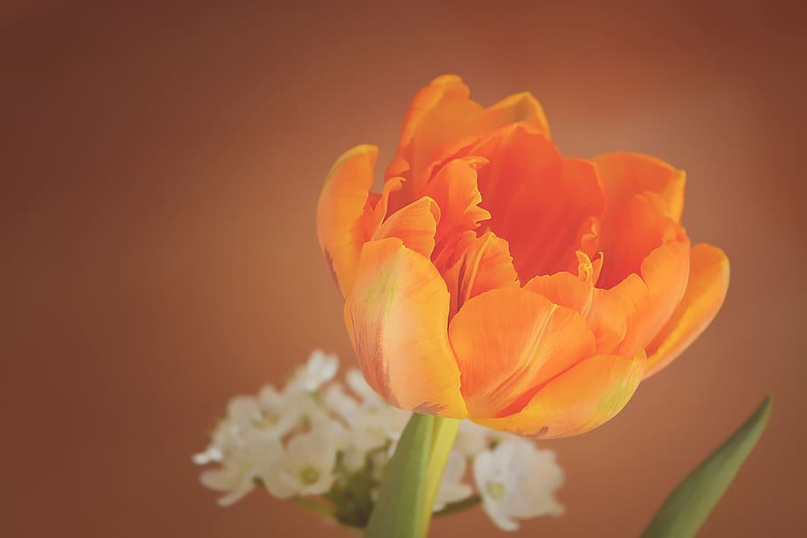 オレンジ色の花びらの花, チューリップ, 花, オレンジ, 花びら, オレンジ色のチューリップ, 春の花, schnittblume, 閉じる, 開花植物