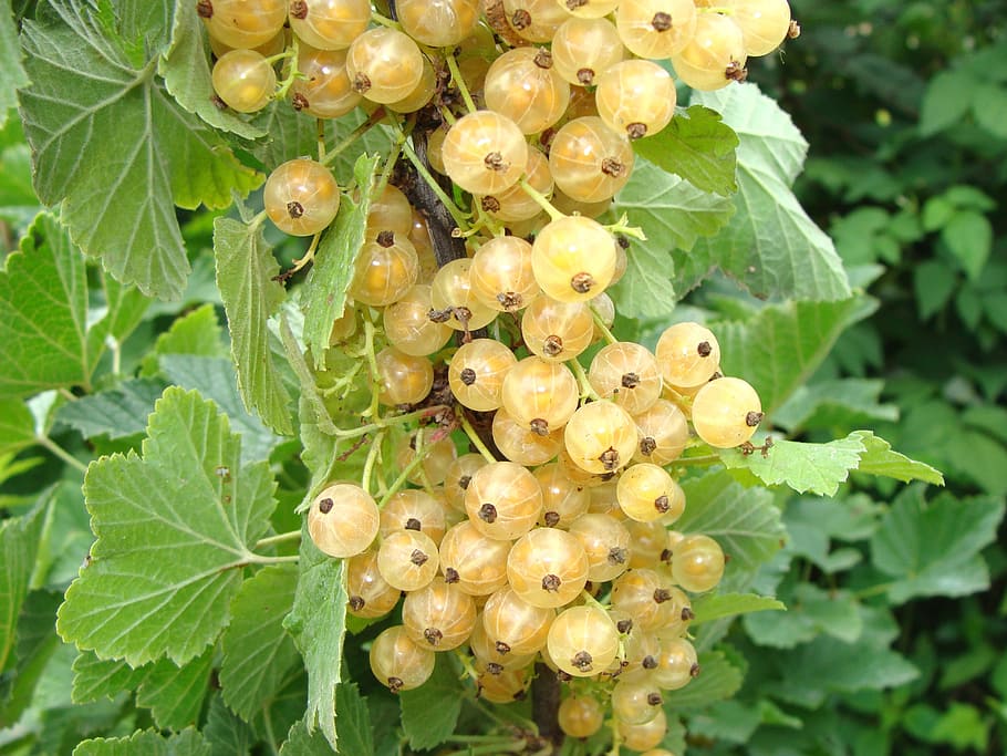 currant, white currants, berry, closeup, garden, a bunch of, ripe, fruit, summer, sweet