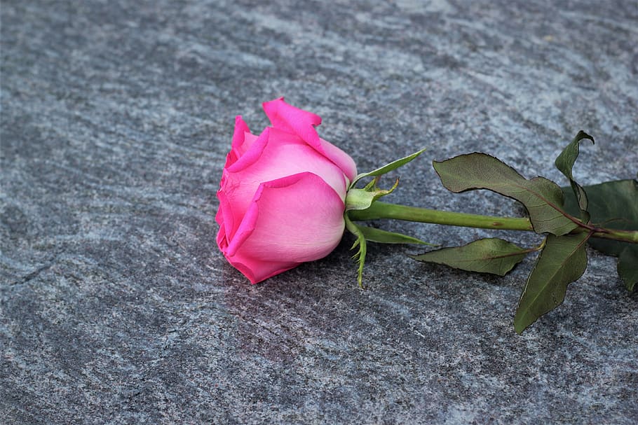 pink rose, love symbol, lost love, grey marble, gravestone, outdoor, plant, rose, pink color, close-up