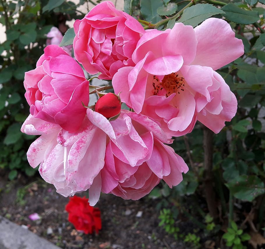 ros, roses, beautiful, beautifully, park, rospark, the rose garden, rose garden, garden, pink