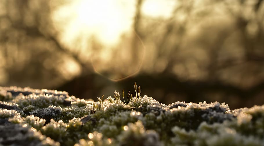 ripe, hoarfrost, ice, eiskristalle, moss, moss flower, dead wood, frozen, icy, frost