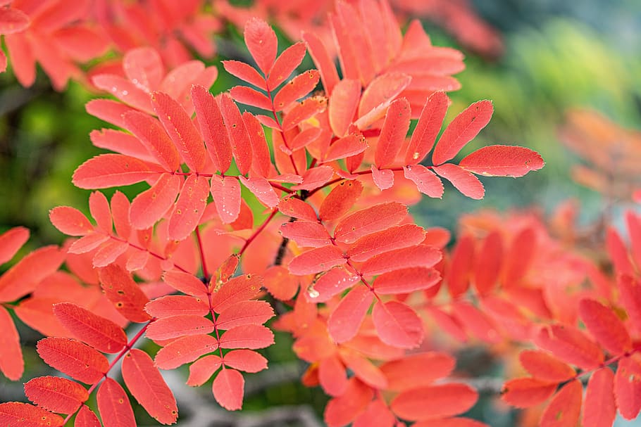 planta, hojas otoñales, el sitio web serbal, sorbus matsumurana, hermoso rojo, 涸 沢 圏 谷, japón, crecimiento, belleza en la naturaleza, primer plano
