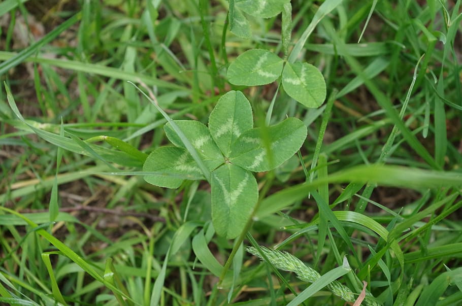 four leaf clover, vierblättrig, luck, green color, plant, growth, leaf, plant part, nature, field