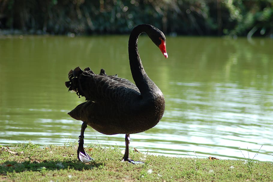 cisne negro, cisne, elegante, plumagem, pássaros, ala, cisnes, lago, água, pássaro