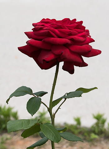 Fotos hermosas flores rojas libres de regalías | Pxfuel