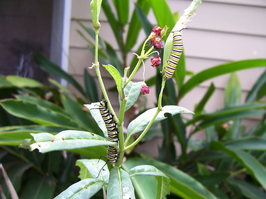 caterpillar, monarch, butterfly, milkweed, plant, outside, nature, scenery, growth, leaves