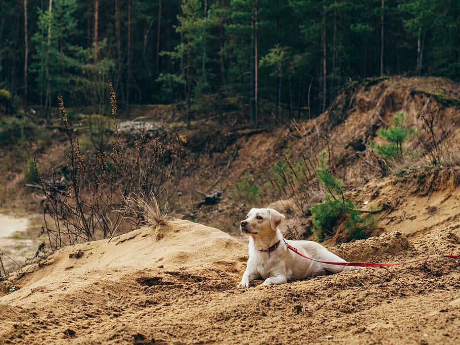 dog, pet, leash, animals, forest, woods, outdoors, dirt, nature, mammal