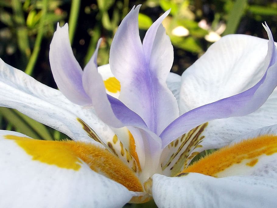 fotografi makro, ungu, kuning, putih, bunga iris, berkembang, bunga, taman, bendungan hartbeespoort, afrika selatan
