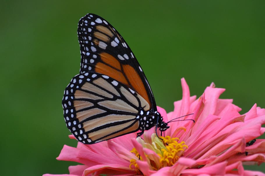 monarca, mariposa, flor, naturaleza, mariposas, verano, belleza en la naturaleza, mariposa - insecto, invertebrado, insecto