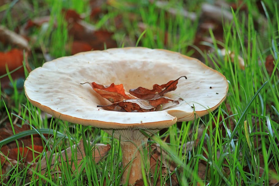 jamur corong, jamur, musim gugur, alam, tanaman, padang rumput, tutup, musim, oktober, daun