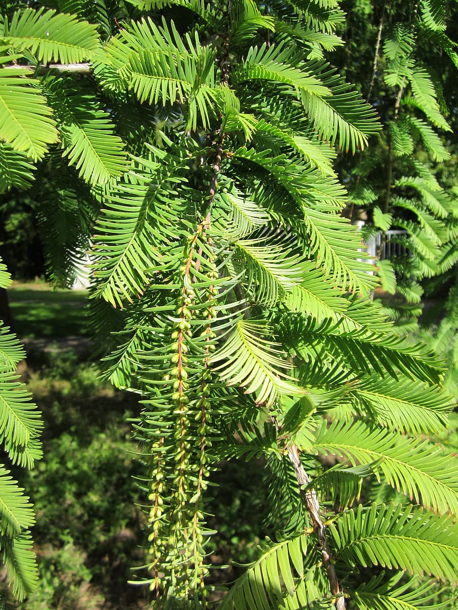 Metasequoia glyptostroboides, fajar redwoos, termasuk jenis pohon jarum, pohon, cabang, jarum, flora, botaby, spesies, tanaman