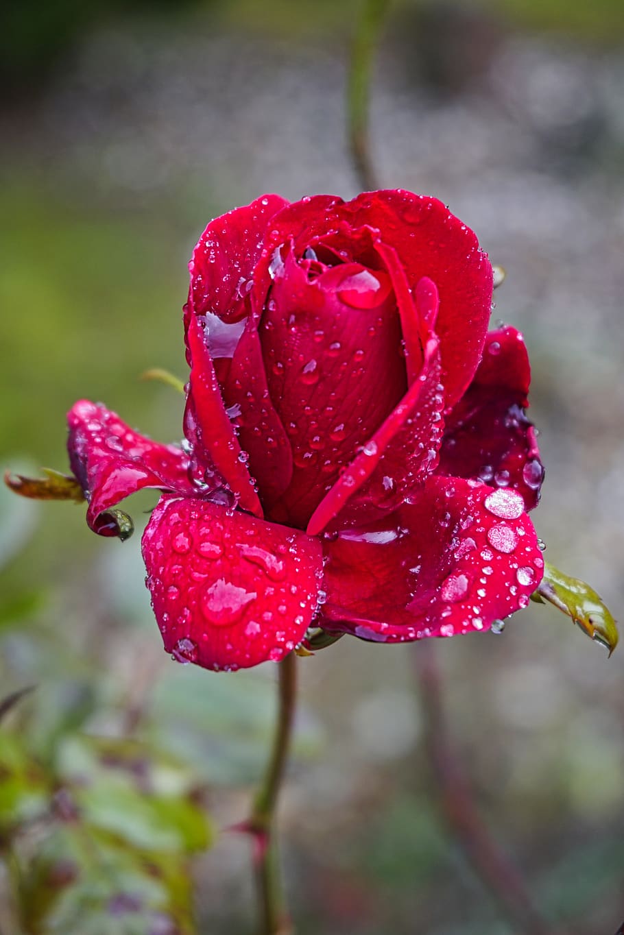 rose, rain, rainy, drip, raindrop, flower, nature, wet, red, macro