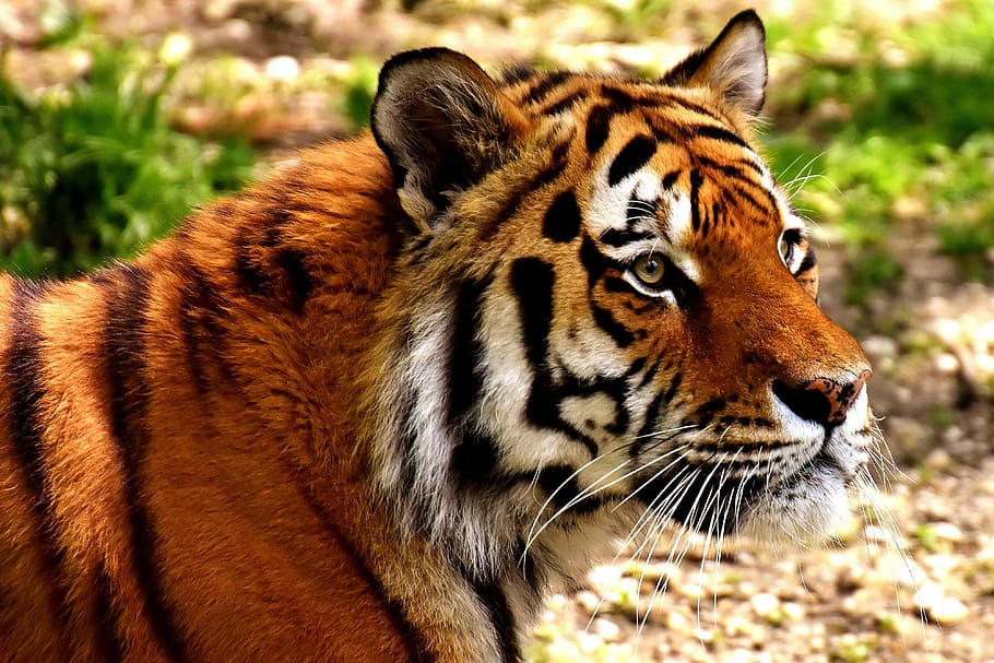 closeup, tiger, predator, fur, beautiful, dangerous, cat, wildlife photography, animal world, tierpark hellabrunn
