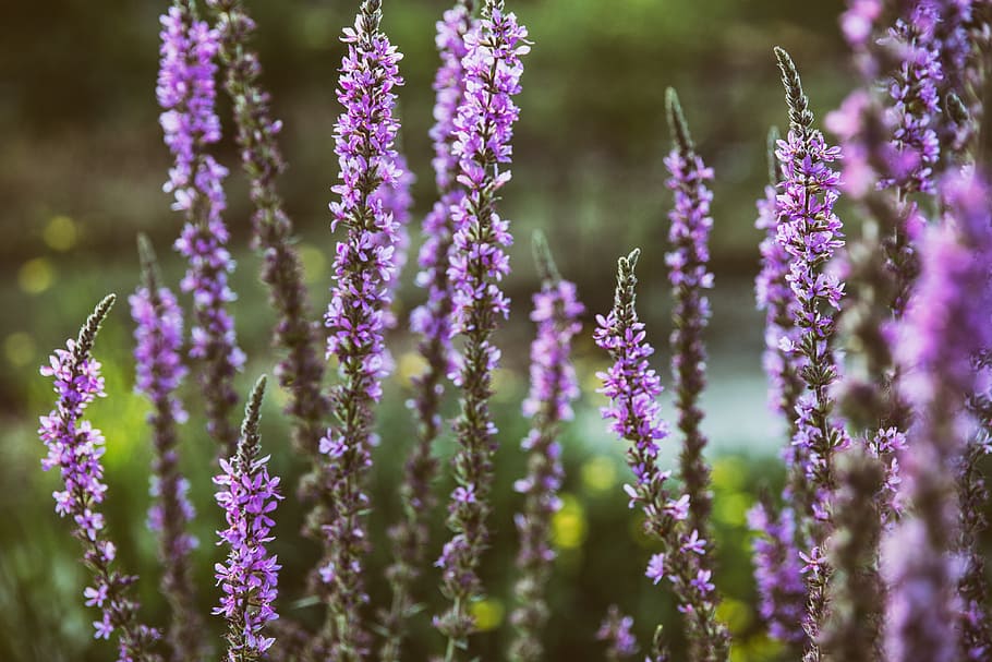 lavender, coloured, plant, Close-up shot, nature, flower, flowers, natural, plants, purple