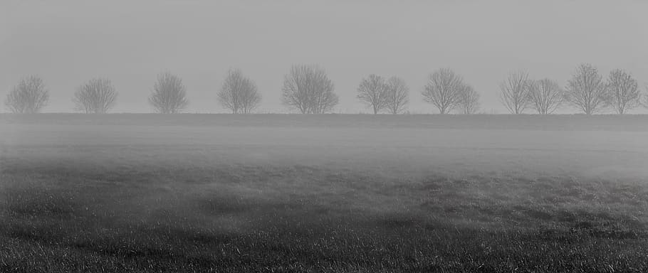 greyscale photo, trees, fog, meadow, black and white, gloomy, dark, weird, mood, mysterious