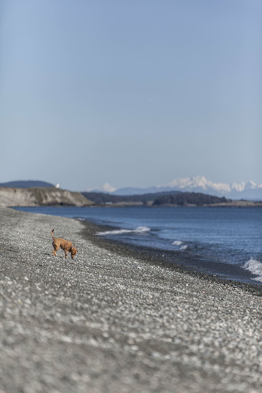 seletivo, fotografia de foco, marrom, cachorro, praia, natureza, água, oceano, mar, ondas
