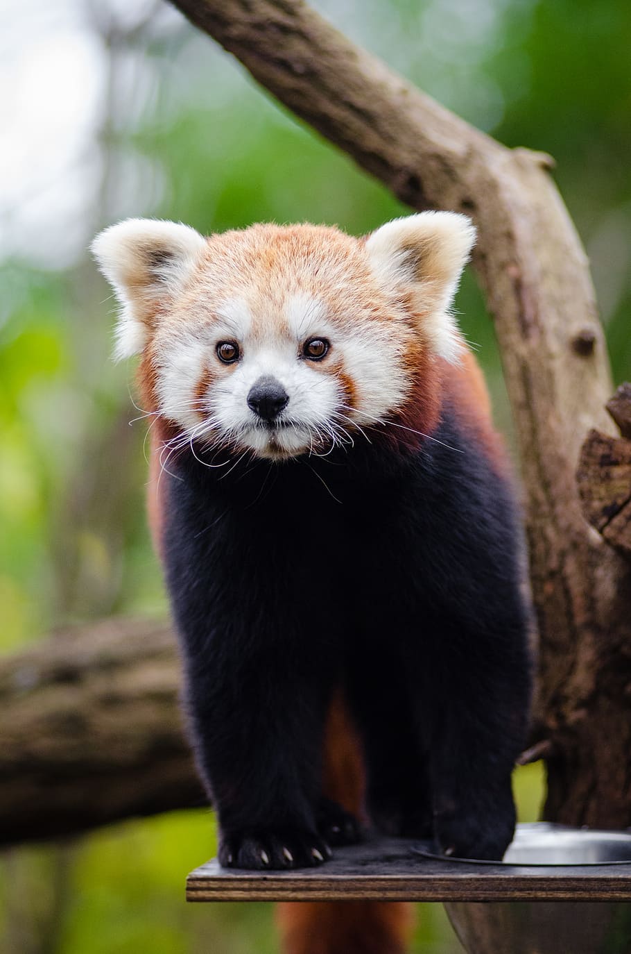 Red Panda, animal, tree, animal themes, one animal, animal wildlife, mammal, animals in the wild, focus on foreground, panda - animal