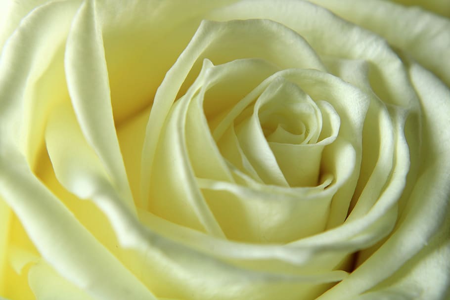 rose, white rose, flower, macro, feeling, passion, background, bloom, roses, roses flowers