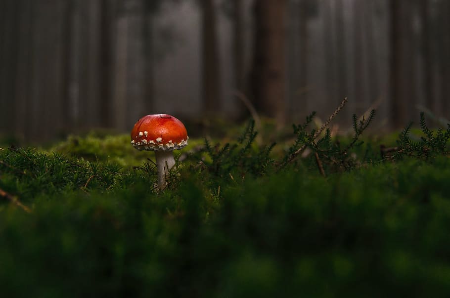 red mushroom, forest, fly agaric, fog, moss fliegenpilz, red fly agaric mushroom, toxic, nature, lucky guy, autumn forest