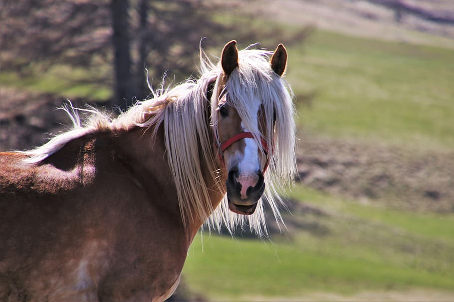 kuda, padang rumput, surai, melihat, haflinger, satu, tergores, kuda betina, pony, hewan